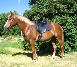 wills trusts equine law bridle saddle pad