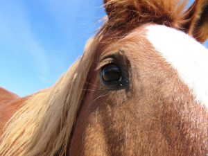 Mustang Aubrey equine law horse law contracts estate planning trademark